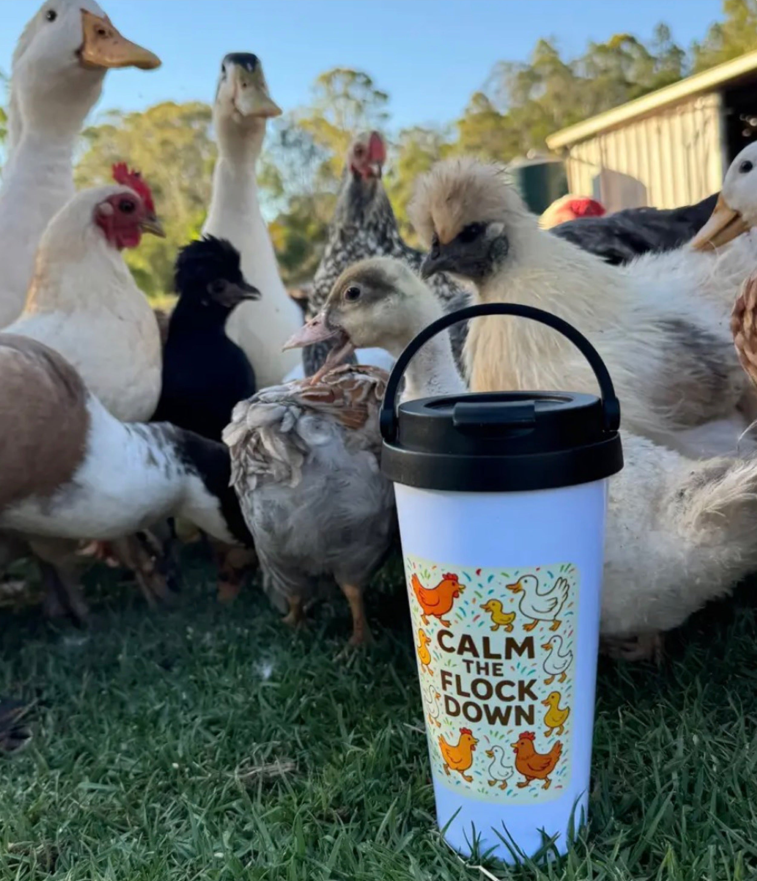 Tumbler with chicken design and text 'Calm the Flock Down' in front of a group of chickens and ducks.